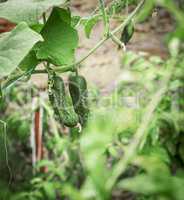 growing cucumber bushes with fruits