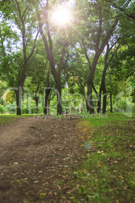 view in the city park of Kherson Ukraine on green trees