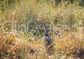 common pheasant