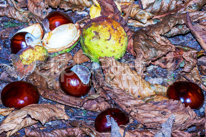 Fallen chestnuts in nature