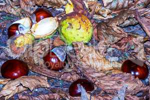 Fallen chestnuts in nature