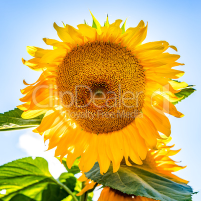 Gloriously blooming sunflower