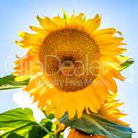 Gloriously blooming sunflower