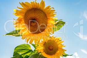 Gloriously blooming sunflower