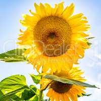 Gloriously blooming sunflower