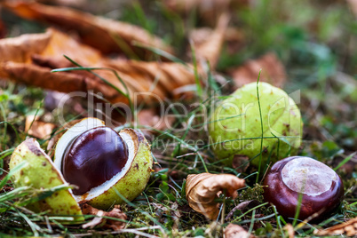 Fallen chestnuts in nature