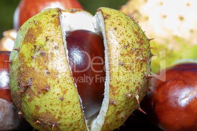 Chestnut with cracked shell