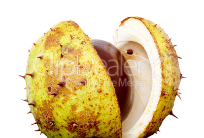 Chestnut with opened cup