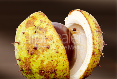 Chestnut with opened cup