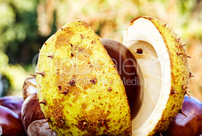 Chestnut with cracked shell