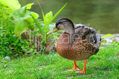 Duck standing on a grass. A bright sunny day.