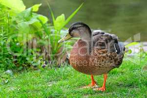 Duck standing on a grass. A bright sunny day.