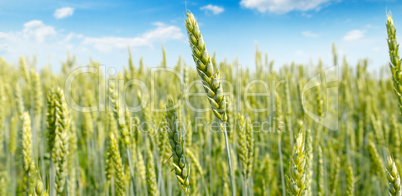 Field with ripe ears of wheat and blue cloudy sky. Shallow depth