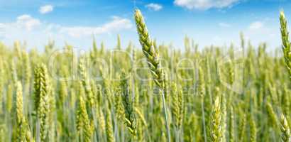 Field with ripe ears of wheat and blue cloudy sky. Shallow depth