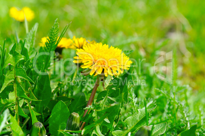 Yellow dandelions on a green meadow.