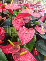 Anthurium andreanum, red leaves of tropical plant.