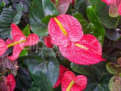 Anthurium andreanum, Red Anthuriums in green leafy background.