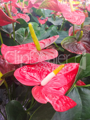 Anthurium andreanum, several red anthuriums with green foliage in the background.