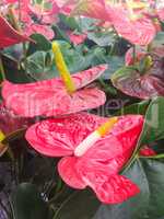 Anthurium andreanum, several red anthuriums with green foliage in the background.