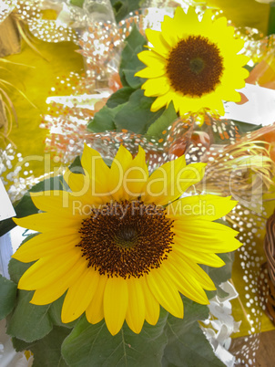 Helianthus annuus. Yellow sunflower in close up, cheerful and vi