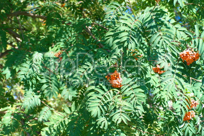 ashberry at dry sunny summer day