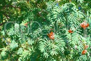 ashberry at dry sunny summer day