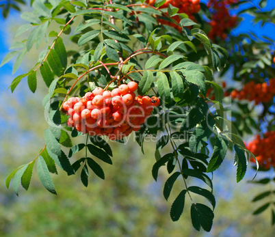 ashberry at dry sunny summer day