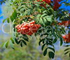 ashberry at dry sunny summer day