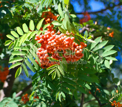 ashberry at dry sunny summer day