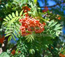 ashberry at dry sunny summer day