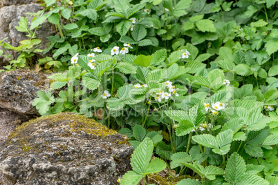 wild strawberries