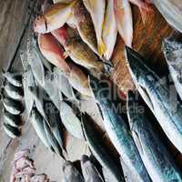 Fresh fish and squid on a wooden table. Sri Lanka.