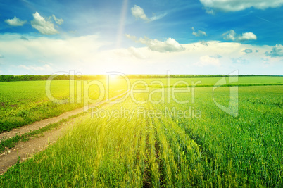 Green field and blue sky with light clouds. Above the horizon is