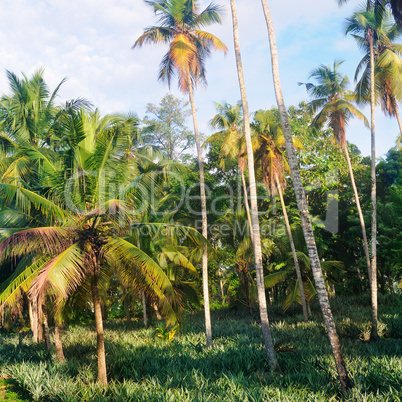 Tropical garden with coconut palms and a pineapple plantation.