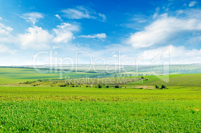 Picturesque green field and blue sky with light clouds.