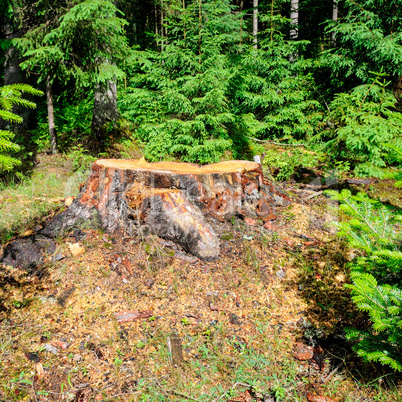 An old tree stump in a coniferous forest.