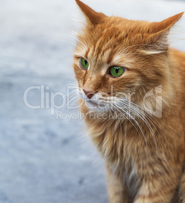portrait of a red fluffy cat with green eyes