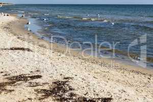 flock of white gulls stands on the sandy shore of the Black Sea