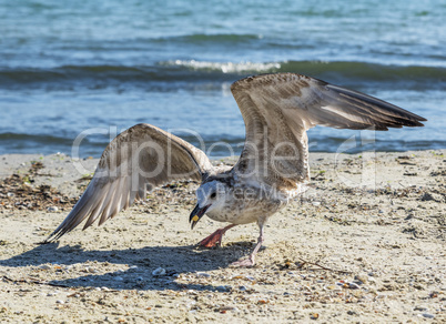 large seagull on the sandy shore of the sea