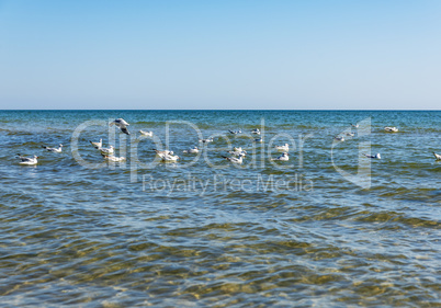 flock of white sea gulls floating on the waves of the Black Sea