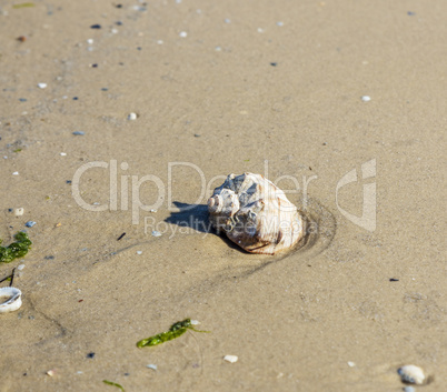 seashell on the sandy shore of the Black Sea