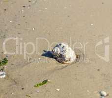 seashell on the sandy shore of the Black Sea