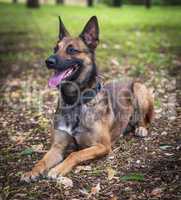 Belgian Shepherd Malinois lies on the green grass in the park