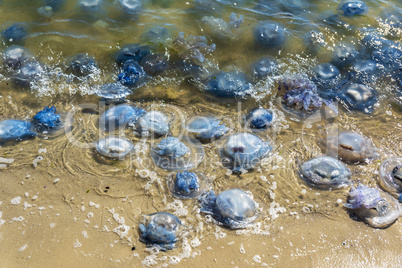 many jellyfish alive and dead on the Black Sea coast