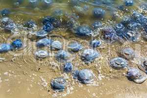 many jellyfish alive and dead on the Black Sea coast