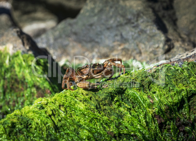 sea crab sits on a rock with green algae