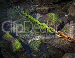 rusty chain overgrown with green alga sticks out of the sea