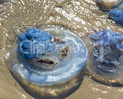 dead jellyfish Rhizostomeae thrown on the shore