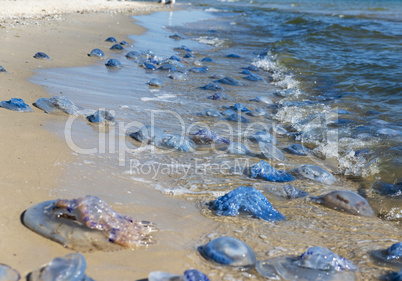 lot of dead and living jellyfish on the Black Sea shore