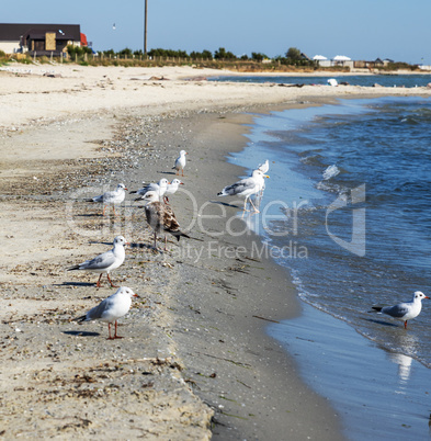 flock of white gulls stands on the sandy shore of the Black Sea